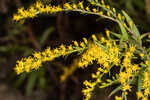 Twistleaf goldenrod